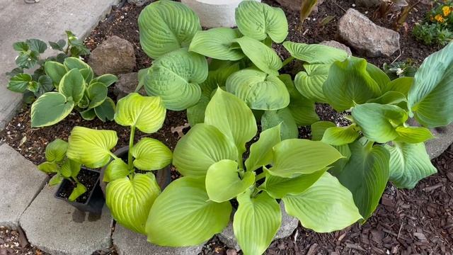 Hostas for Warm Zones, Unboxing of Proven Winners Empress Wu Hosta & Division | Gardening смотреть онлайн