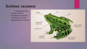 Земноводные. Общие признаки земноводных. Среда обитания и внешнее строение лягушки биология 8 класс
