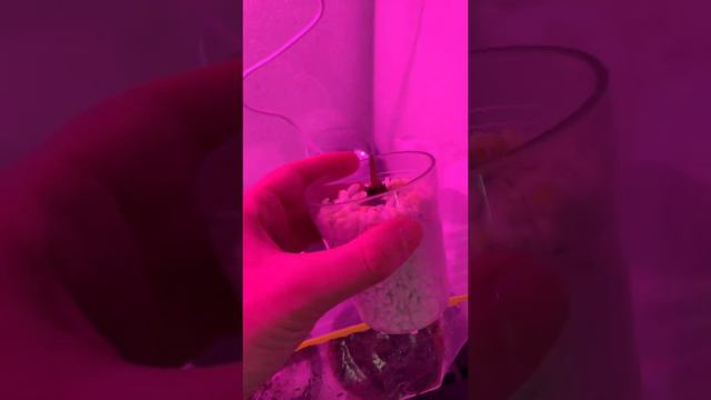 How to sprout an alocasia bulb 🌱 смотреть онлайн