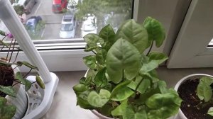 Сингониумы Ред спот, Империал Вайт, Сильвер перл, Вендланда Орм Пед.