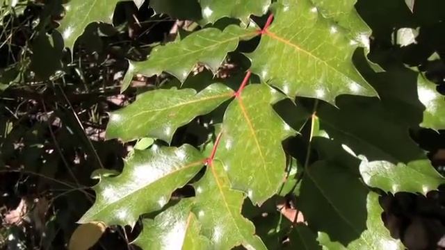 Mahonia Aquifolium, Berberidaceae (tall Oregon-grape)