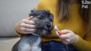 Как правильно чистить зубы собаке: видеоинструкция