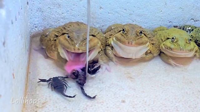 Giant Asian Bullfrog Eats Many Big Scorpion! Asian Bullfrog Feeding