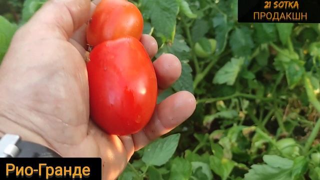 Три самых урожайных сорта помидоров для открытого грунта. Каста, Рио-Гранде, Асвон. смотреть онлайн