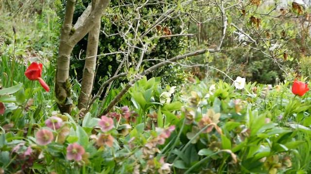 Die Darwin Tulpe Apeldoorn seit 41 Jahren in meinem Garten. смотреть онлайн
