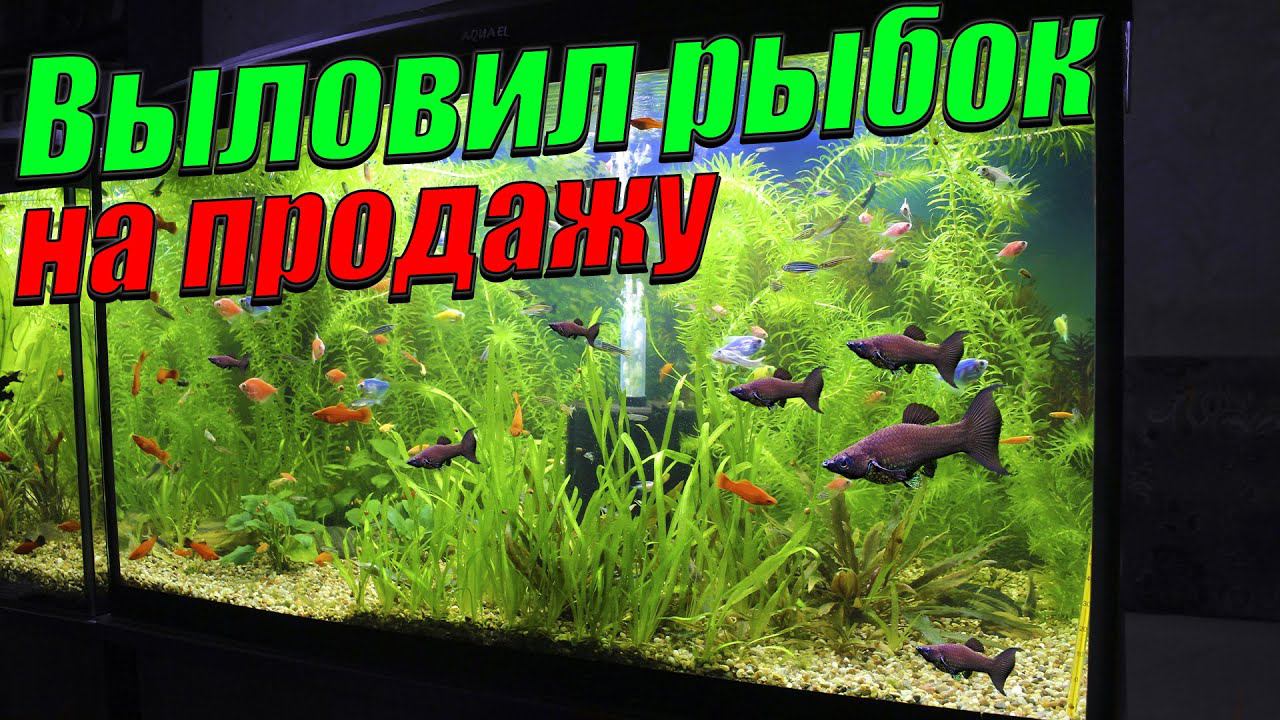Выловил 200 рыбок на продажу! [Освободил аквариумы от растений и рыбок!] смотреть онлайн