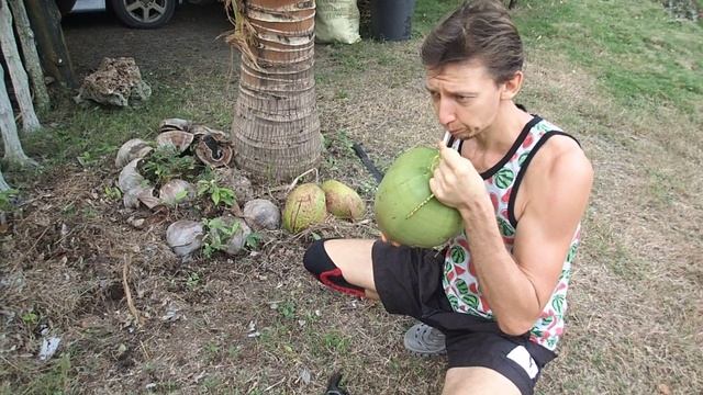 Как вырастить кокос. смотреть онлайн