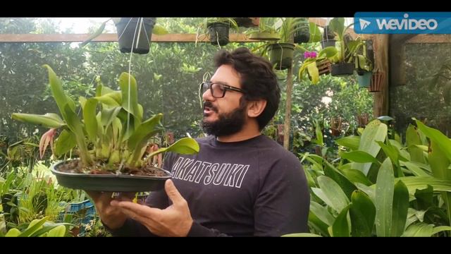 Cultivo da Hadrolaelia alaorii e Dicas de Cultivo de Orquídeas смотреть онлайн