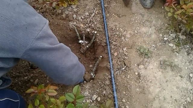 Правильная высадка саженцев роз смотреть онлайн