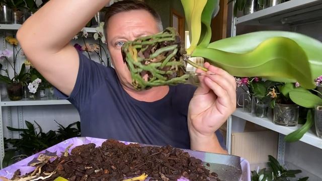 УЦЕНЕННАЯ ОРХИДЕЯ КОРОЛЕВА хочет СГНИТЬ желтеют ПРОБИТЫЕ листья орхидеи смотреть онлайн