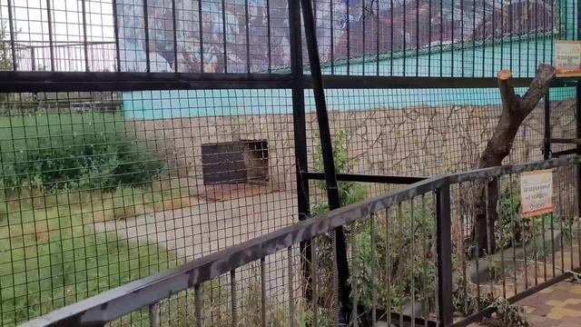 ТАЙГАН! ОДИН НА ОДИН со ЛЬВОМ! ВСЯ ПРАВДА от МАМЫ - Арест Олега Зубкова! смотреть онлайн