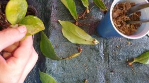 Замиокулькас Вариегатный!!!Big leaf yellow variegated!!Зензи,Равен,размножение,укоренение,пересадка