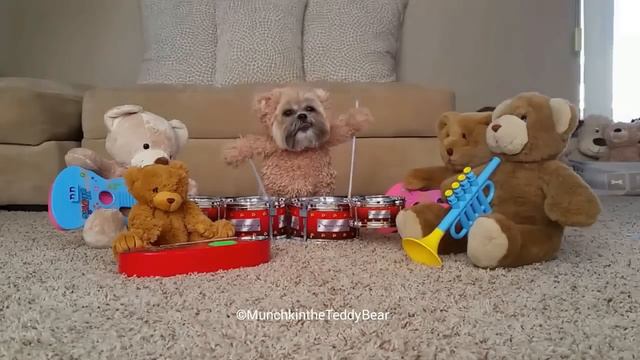 Munchkin the Teddy Bear drum solo смотреть онлайн