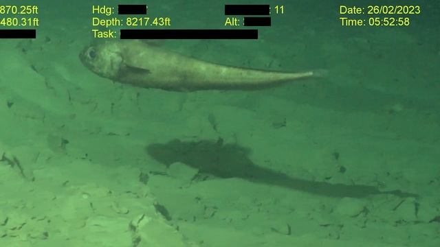 Strange Fish Filmed at 8000 Feet Deep | Deep Ocean ROV Footage смотреть онлайн