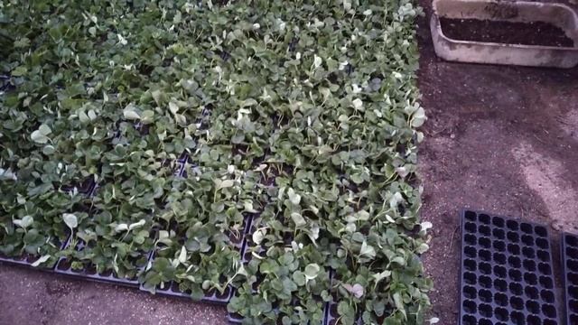 Клубника Альбион, заготовка кассетной рассады. смотреть онлайн