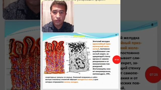 Абдилкасимов А- Гистология пищевода и желудка. смотреть онлайн