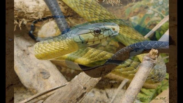 К чему снятся ЗМЕИ. Видеть во сне ЗМЕЮ