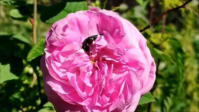 Жук "Золотистая Бронзовка" на розе смотреть онлайн