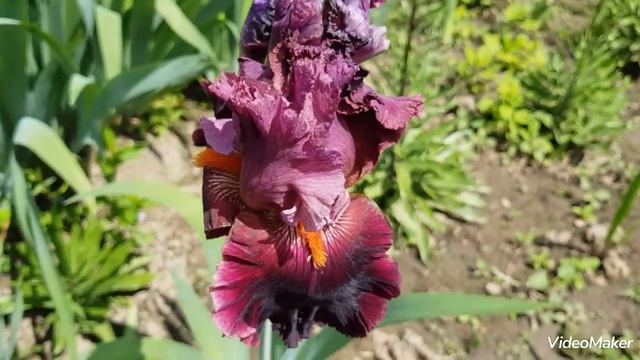 Ирис Rarer than Rubies. #ирис#ирисRarerthanRubies#ириссортовой смотреть онлайн