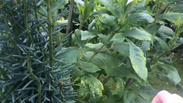 Dahlia Cuttings Flowering In it’s first summer! Plus more from my English Rose Garden смотреть онлайн