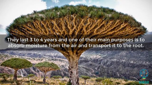 Facts about the strangest tree in the world | Dragon Blood смотреть онлайн
