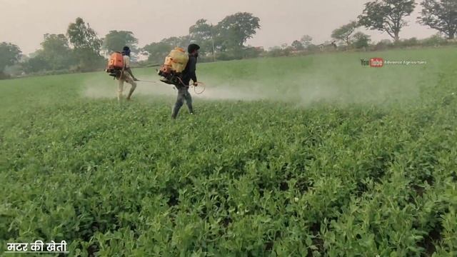 मटर की खेती | फूल वर्धक टॉनिक | matar ki kheti | matar ki kheti kaise kare смотреть онлайн