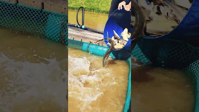 КРХ " ВИДНАЯ УСАДЬБА" смотреть онлайн