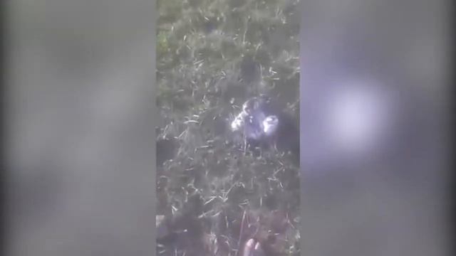 Массовая гибель уток на озере в Восточном Казахстане смотреть онлайн