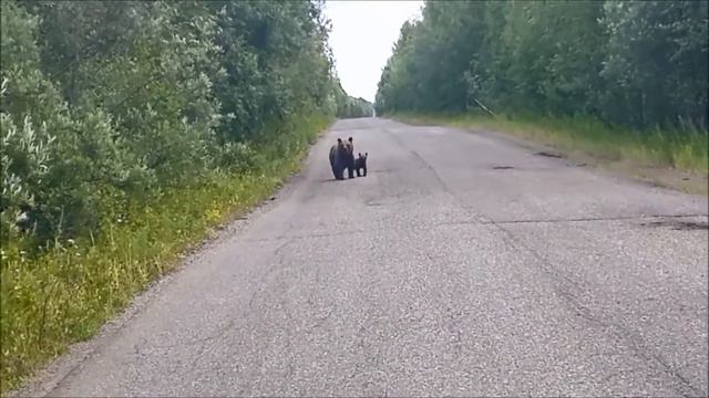 Мишки смотреть онлайн