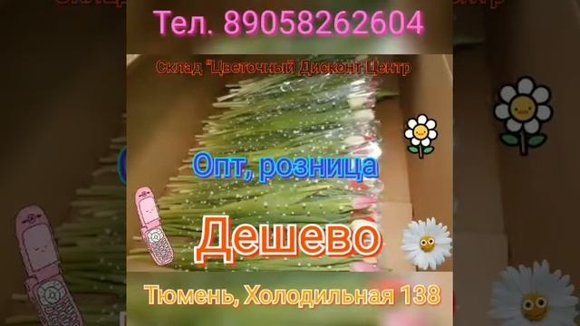 Голландские или тепличные тюльпаны в Тюмени? ЦВЕТОЧНЫЙ ДИСКОНТ ЦЕНТР смотреть онлайн