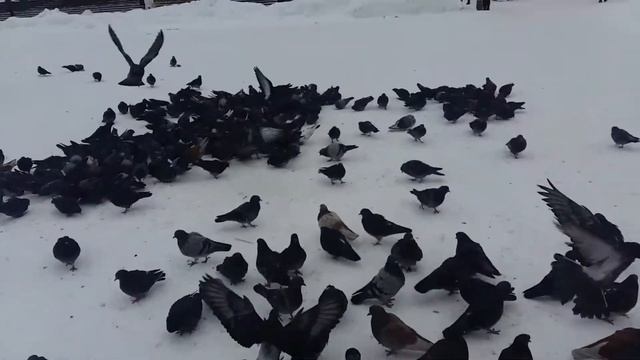 Новогодняя елочка на ж/д вокзале Харьков-Пассажирский(Южный) 2 смотреть онлайн
