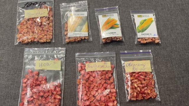 Она самая сладкая Кукуруза только такая будет у меня расти смотреть онлайн