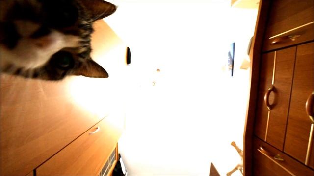 The Most Talkative & Vocal Tabby Cat In The World! смотреть онлайн