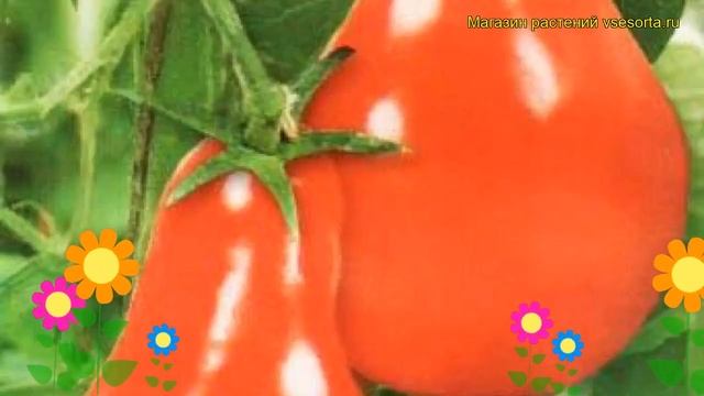 Томат обыкновенный Турандот. Краткий обзор, описание характеристик, где купить саженцы, семена смотреть онлайн