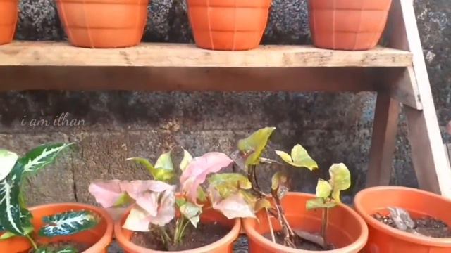 How To Grow Syngonium Plant/Syngonium Plant Care/Malayalam/സിംഗോണിയം പ്ലാന്റ് смотреть онлайн