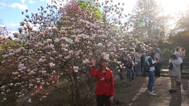 Парки Киева - Ботанический сад им. А.В. Фомина - Цветение магнолий - муз. Кино группа Крови смотреть онлайн