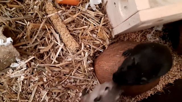 Песчанки видео 9 смотреть онлайн