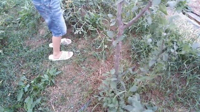 Самир стрегет ветки смотреть онлайн