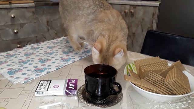 Дегустатор.самой не нравится. смотреть онлайн