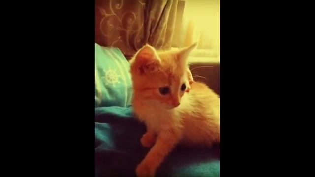Маленький котёнок смотреть онлайн