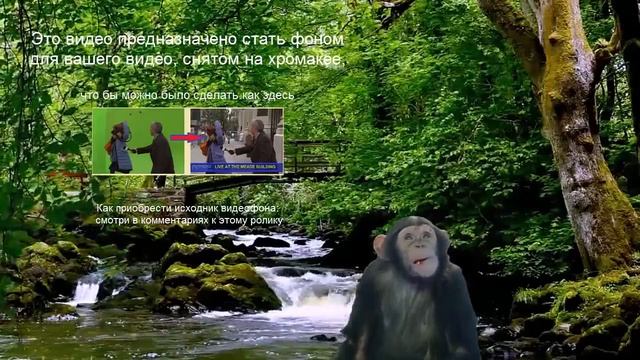 id - 1002. Лесной водопад с мостиком. HD-1080, 15 мин. Живые видео фоны, футажи для хромакей видео смотреть онлайн