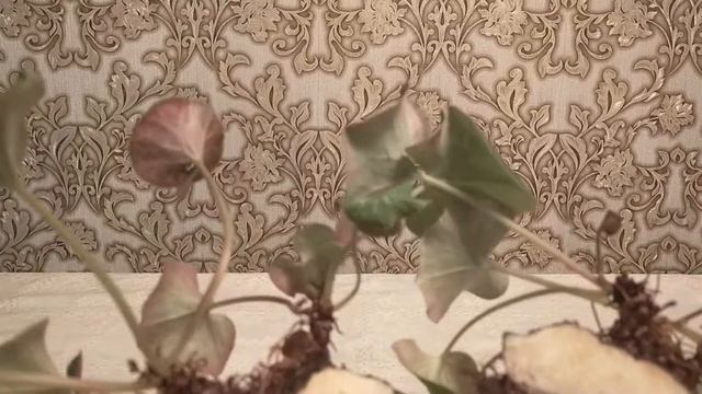 Цикламен. Размножение путём деления клубня смотреть онлайн