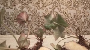 Цикламен. Размножение путём деления клубня