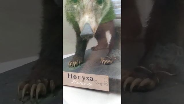 #shorts Носуха - родственник енота, но более хитрый и пронырливый! смотреть онлайн