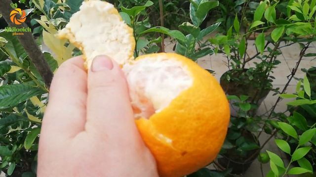 Обзор цитрусов на 1 ноября 2022. Подкормки смотреть онлайн