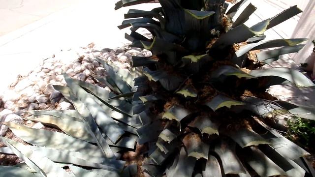 Century Agave Blooming/ Coming Down смотреть онлайн