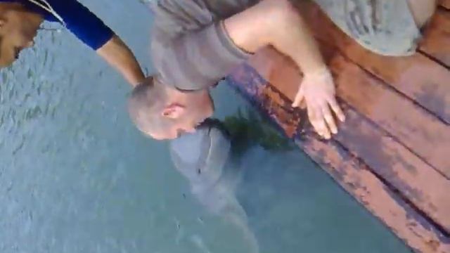 Feeding the Dolphins at the Sanctuary of Truth in Pattaya смотреть онлайн