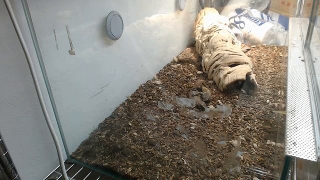 2020/02/03 Ouroborus Cataphractus Exhibit Mating Behavior/アルマジロトカゲの交尾行動