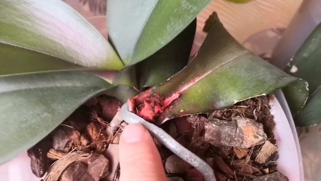 Грибковая серая гниль доела листья орхидеи"Sunset Love"?♀️."ФитоспоринМ" помощник в профилактике? смотреть онлайн