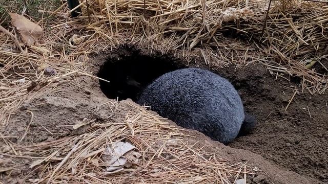 Eglantine Digs A Burrow смотреть онлайн